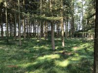Dörpen - 1,35 ha Waldfläche zu verkaufen Niedersachsen - Dörpen Vorschau