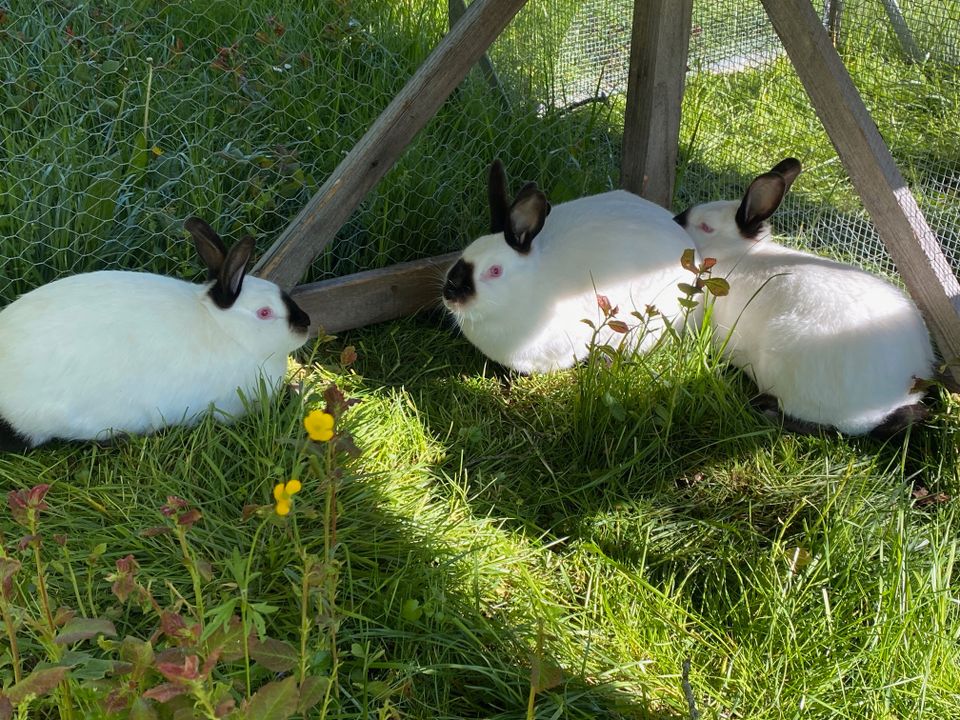 Californier Kaninchen in Creglingen