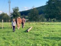 Pferde Fahrkurs Hessen - Gladenbach Vorschau