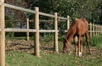 Pferdezaun hochwertig Reitbahnzaun stabil Weidezaun Norm NTR-A Holz Pferd Koppel NEU 9053935 Schleswig-Holstein - Großenwiehe Vorschau