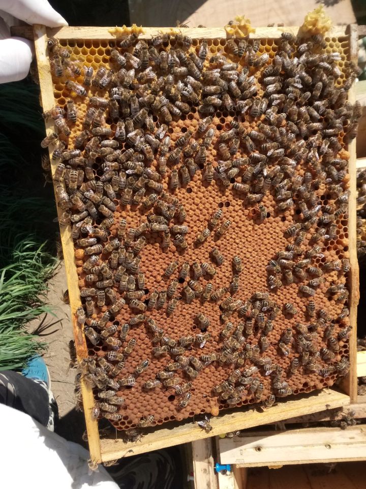 Bienenvolk mit Gesundheitszeugnis vom Imker -Vorbestellung - in Andernach