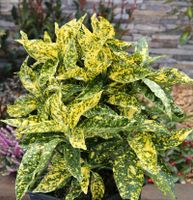 Japanische Aucube Crotonifolia 30-40cm - Aucuba japonica Niedersachsen - Bad Zwischenahn Vorschau