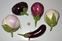 Noch wenige Bio-Aubergine-Pflanzen +Physalis-Pflanzen für 1,50 € Hessen - Erlensee Vorschau