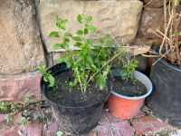 Goji Beere Pflanze Busch Baum Garten Beet winterhart im Topf Hessen - Pfungstadt Vorschau