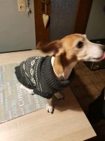 Hunde Pullover grau weiß Muster Nordfriesland - Oldenswort Vorschau