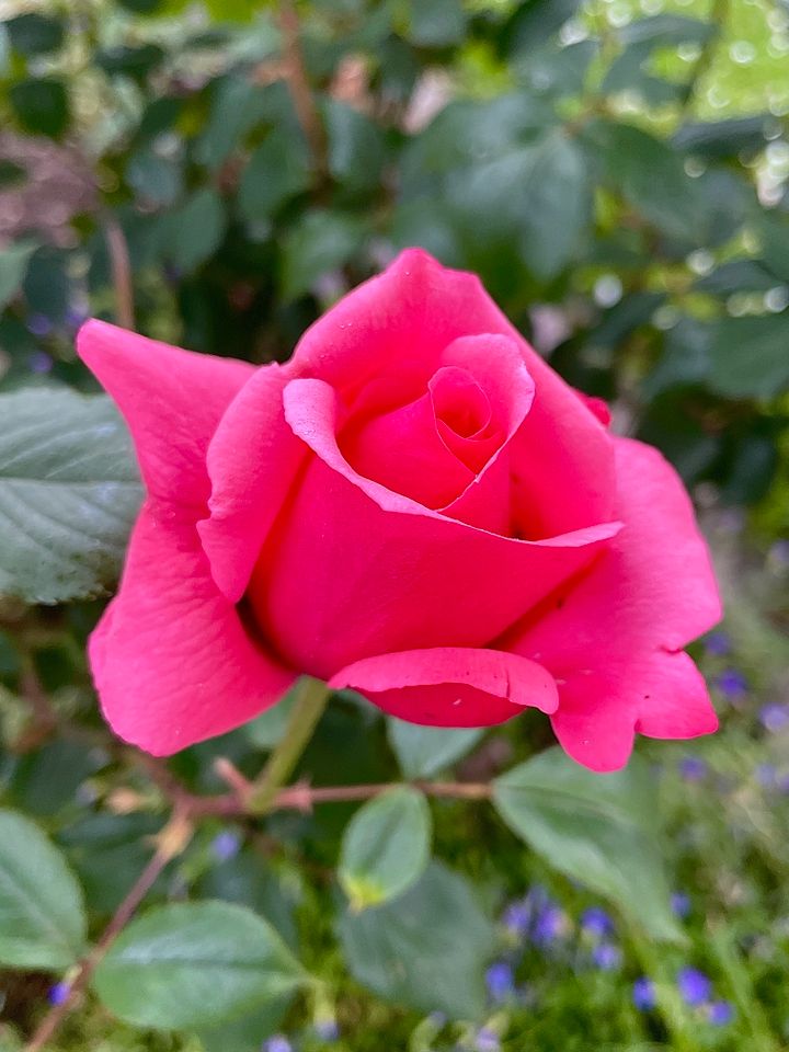 Rosen Pflanzen Rosenstock Rosenstöcke rot rosa gelb groß in Freiburg im Breisgau