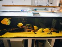 Aquarium 200x60x60cm mit Besatz Bayern - Schneckenlohe Vorschau