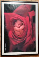 Anne Geddes „Baby in Rose“ / mit Rahmen Hessen - Kassel Vorschau