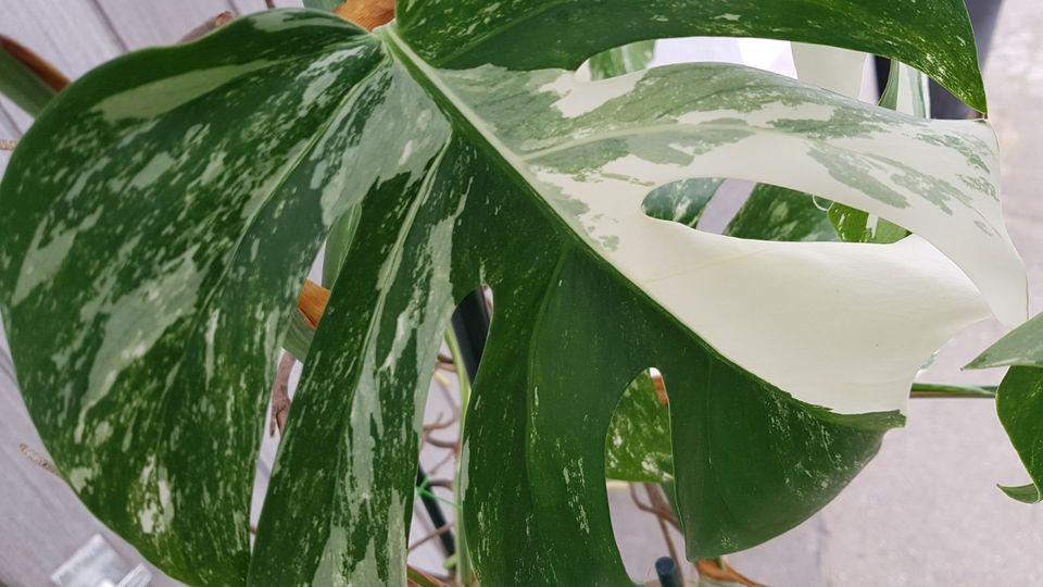 Monstera variegata Zimmerpflanze 3x MEGA GROSS in Seefeld