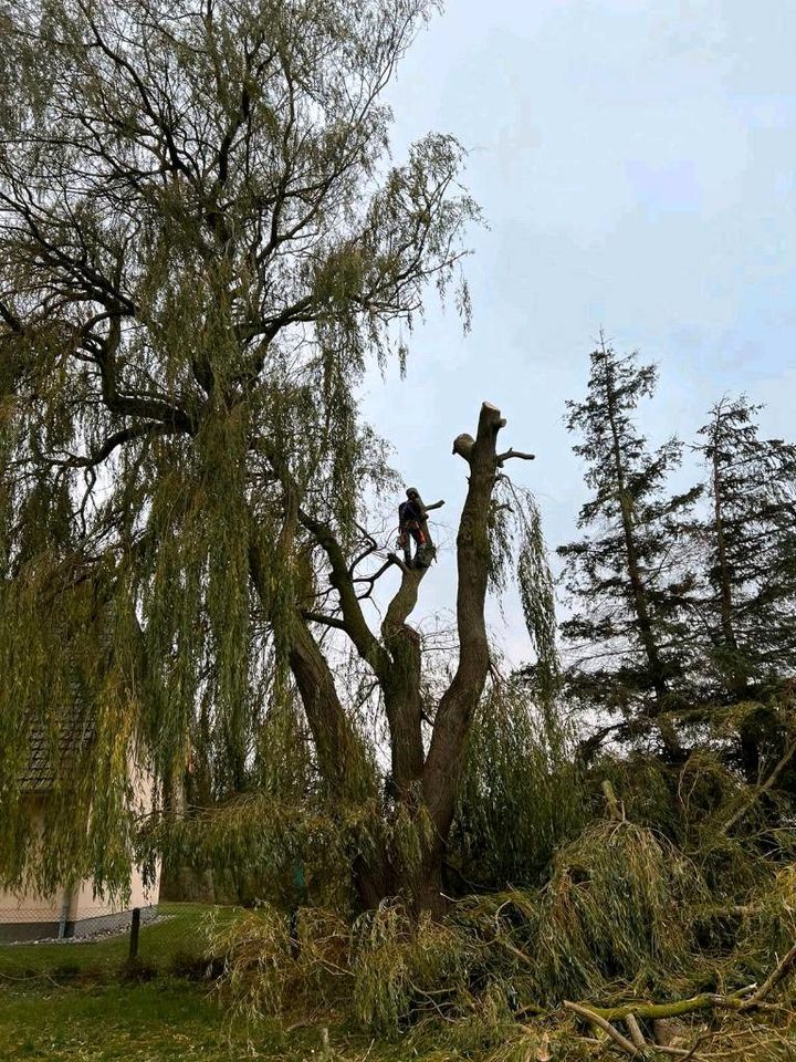 Baumklettern, Baumpflege, Baumfällung, Gartenpflege Heckenschnitt in Elmenhorst/Lichtenhagen