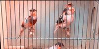 Kanarienvögel Kanarien Vogel Vögel Harlekine Nordrhein-Westfalen - Waldfeucht Vorschau