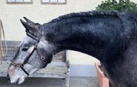 Lusitano Warmblut Wallach Schimmel Bayern - Soyen Vorschau