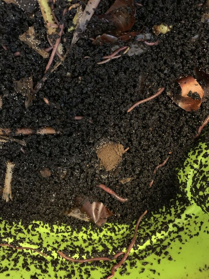 Kompostwürmer Kompost Wurm Dünger Wurmhumus Würmer in Viersen