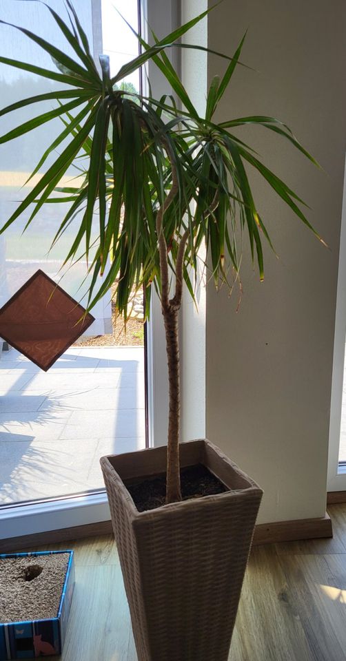 Dracanea Drachenbaum Zimmerpflanze Pflanze in Cham