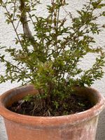 Granatapfel Pflanze Baden-Württemberg - Uhldingen-Mühlhofen Vorschau