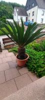 2 Palmen Cycas-Revoluta sehr gross eigene Zucht mit Topf Niedersachsen - Bodenwerder Vorschau