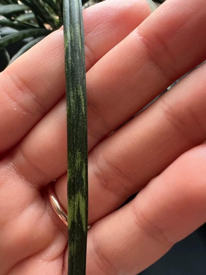 Bogenhanf - Sansevieria cylindrica in Pforzheim