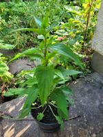Breitblättrige Garten-Glockenblume, blau blühend, anspruchslos Bayern - Höchberg Vorschau