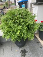 Thuja-Konifere kugelförmig inkl . Dekorative Topf Baden-Württemberg - Eislingen (Fils) Vorschau