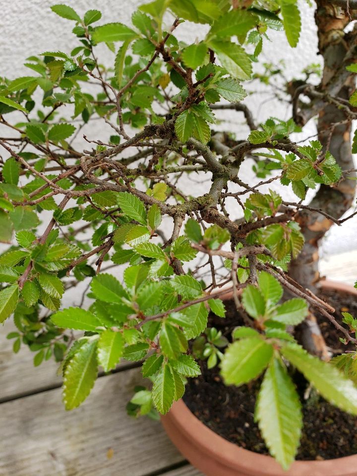 Chinesische Ulme Bonsai in Weilheim an der Teck