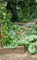 SUCHE Gartenbeet in der Wunderburg für Gemüseanbau Bayern - Bamberg Vorschau