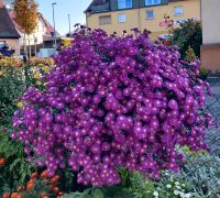 Winteraster, Mehrjährige, Winterharte Stauden 1€ pro 2St Bayern - Windsbach Vorschau