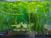 Aquarium Juwel Primo 70 Liter mit Besatz und Zubehör Hessen - Haina Vorschau