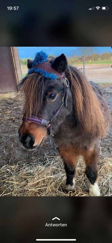 Pudelmütze Bommelmütze Strickmütze für Pferd & Pony in Bösleben-Wüllersleben