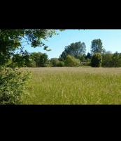 Grünland gesucht zur Pacht oder für den 1. Grasschnitt Niedersachsen - Rhauderfehn Vorschau
