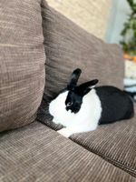 2 reinrassige Holländer Kaninchen (Hasen) 2 Jahre alt Baden-Württemberg - Neuenstein Vorschau