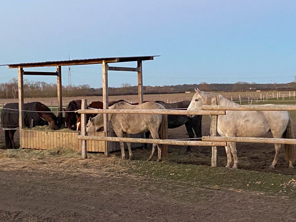 Offenstall / Stall / Offenstallplatz in 29690 Grethem in Schwarmstedt