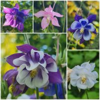 Akelei Samen Feenblumen (Aquilegia) Dortmund - Kirchderne Vorschau