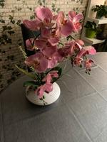 Orchidee zu verkaufen Baden-Württemberg - Heidelberg Vorschau