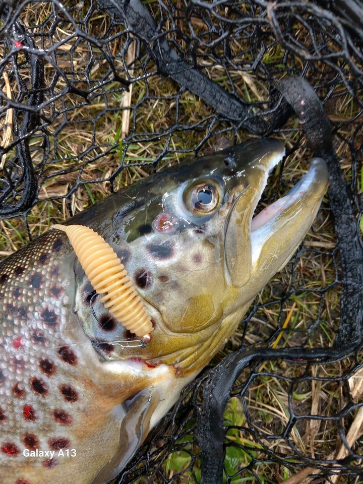 bockaufforelle 50mm Köder Gummiköder Ultralight Angeln Trout in Delmenhorst