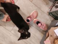 Familie von bald 4 Personen und 3 Katzen sucht Hessen - Schlüchtern Vorschau