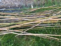 Bambusstange dünne und dicke Stangen Nordrhein-Westfalen - Leopoldshöhe Vorschau
