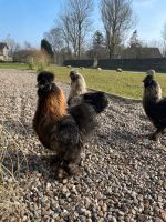 Seidenhahn Hähne Hühner Nordfriesland - Schwabstedt Vorschau