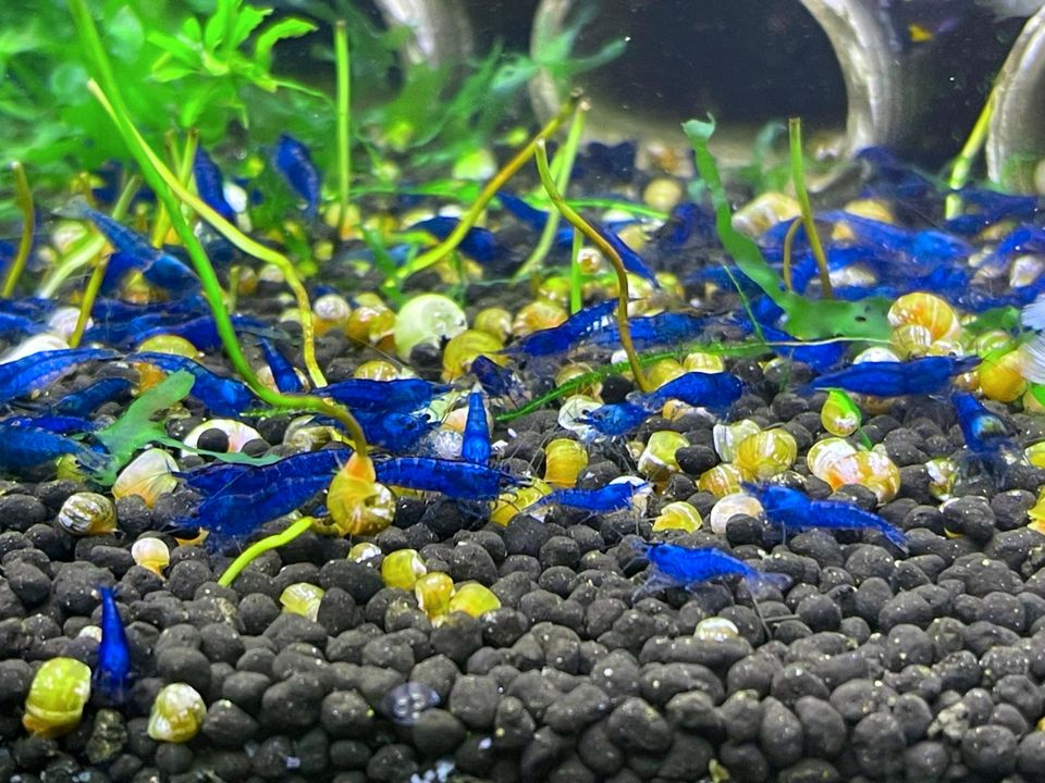 100 Stk. Blue Dream Zwerggarnelen Neocaridina Top Qualität in Essen