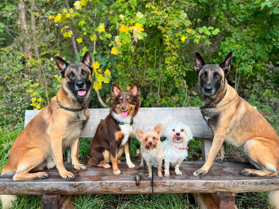 Professioneller Gassi-Service/ Dogwalking in Bierstadt (65191) in Wiesbaden