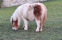 Minishetty Hengst Jährling, Shetlandpony unter 87cm Nordrhein-Westfalen - Lichtenau Vorschau