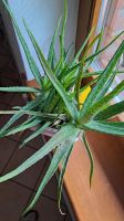 Aloe vera Sorte sweet essbare Heilpflanze Nordrhein-Westfalen - Rietberg Vorschau
