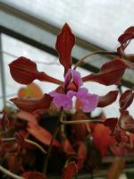 Orchidee - Epidendrum atropurpureum Thüringen - Münchenbernsdorf Vorschau