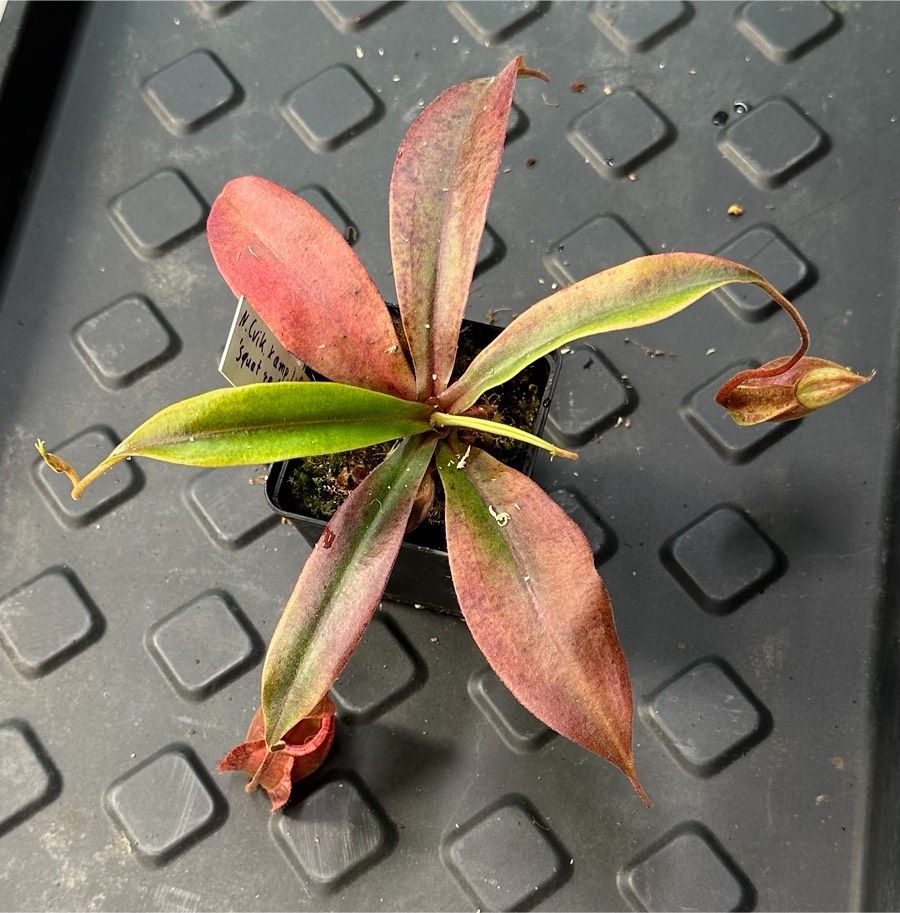 Nepenthes Komplexhybride ‚squat red form‘ in Weinheim