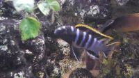 Labidochromis Mbamba Bay Rheinland-Pfalz - Rheinbrohl Vorschau