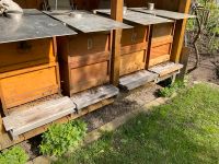 6 Bienenvölker Buckfast mit Zubehör zu verkaufen Niedersachsen - Georgsmarienhütte Vorschau