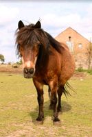 Shetty-Dame sucht neue Bleibe , Shetlandpony Brandenburg - Templin Vorschau