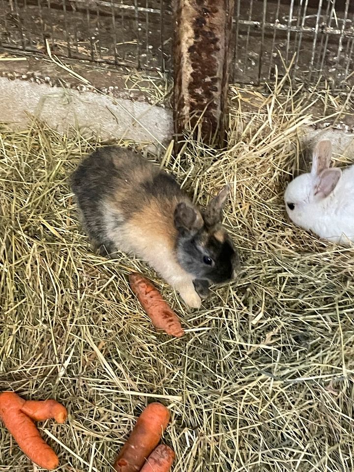 Kaninchen, Zwergkaninchen in Diemelstadt