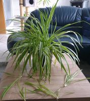 große  und gesunde Zimmerpflanze, Grünlilie, Blumenstock Hessen - Lollar Vorschau