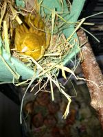 Kanarienvogel 2 mit Käfig und Eier auf Rollen Nordrhein-Westfalen - Kamen Vorschau
