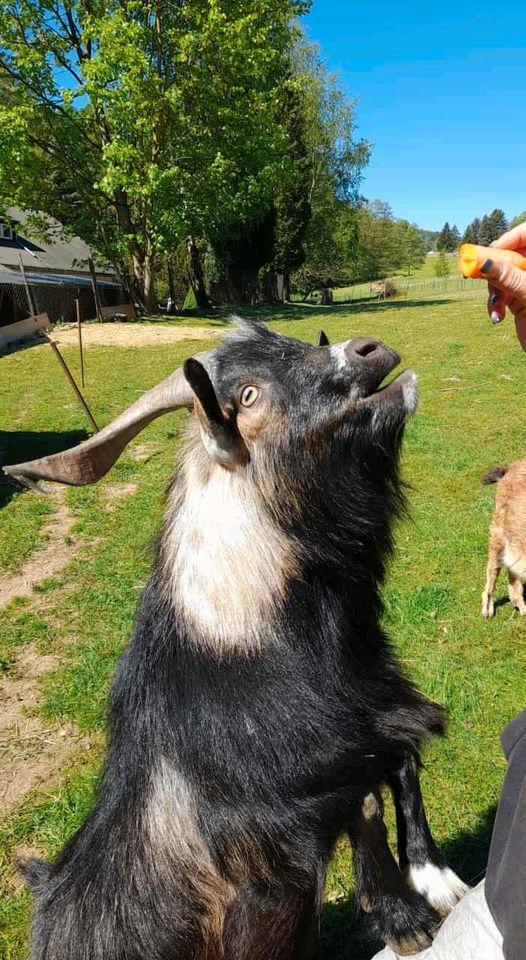 Afrikanischer Zwergziegen Bock Zuchtbock in Lauter